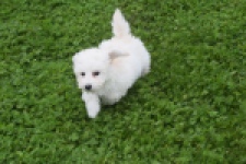 Maltipoo (reu) 29284