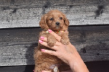 Maltipoo (reu) 87047