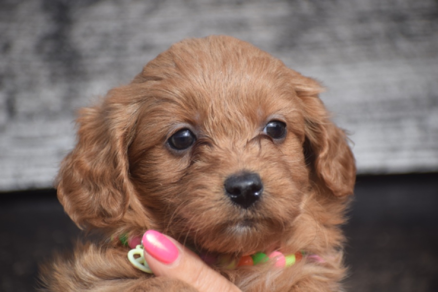 Maltipoo (reu) 87047