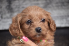 Maltipoo (reu) 87047