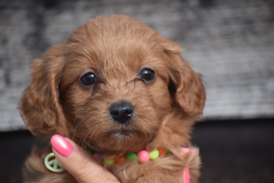Maltipoo (reu) 87047