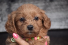 Maltipoo (reu) 87047