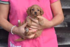 Maltipoo (reu) 87047