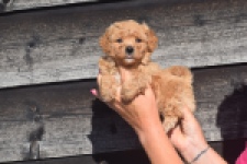 Maltipoo (reu) 88691