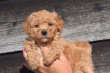Maltipoo (reu) 88691