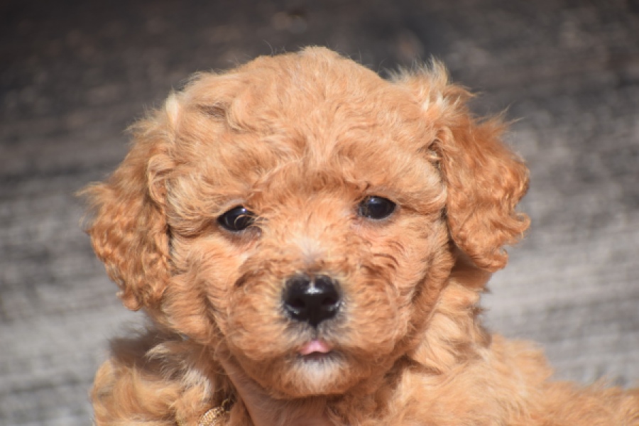 Maltipoo (reu) 88691