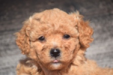 Maltipoo (reu) 88691