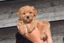 Maltipoo (reu) 88691