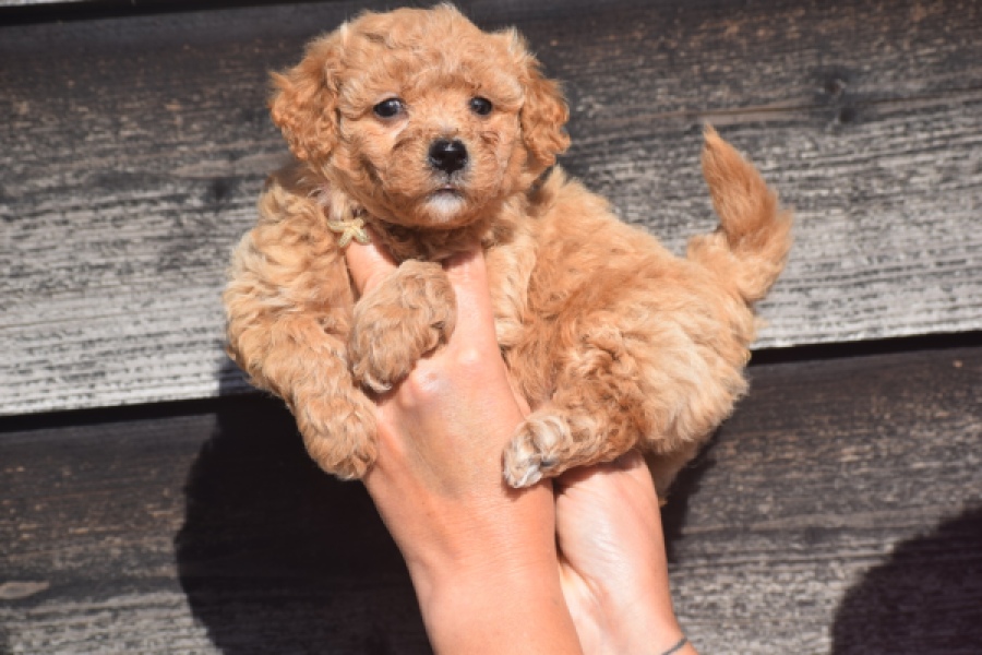 Maltipoo (reu) 88691