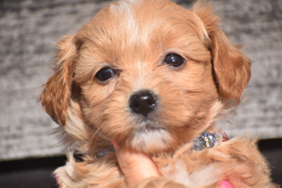 Maltipoo (teef) 86858