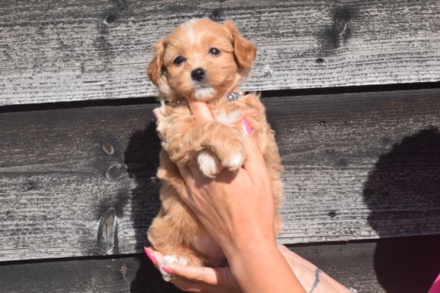 Maltipoo (teef) 86858