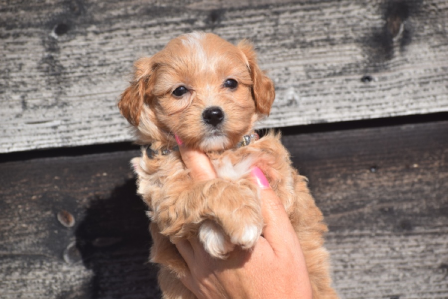 Maltipoo (teef) 86858