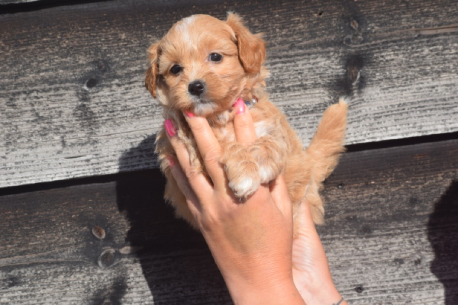 Maltipoo (teef) 86858