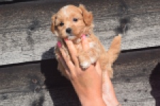 Maltipoo (teef) 86858