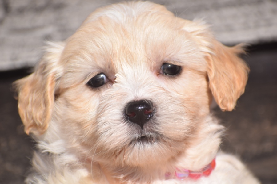 Maltipoo (teef) 88948