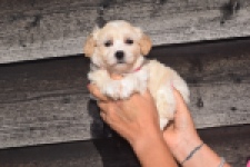 Maltipoo (teef) 88948