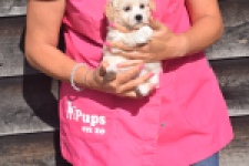 Maltipoo (teef) 88948
