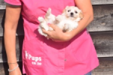 Maltipoo (teef) 88948