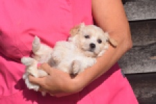 Maltipoo (teef) 88948