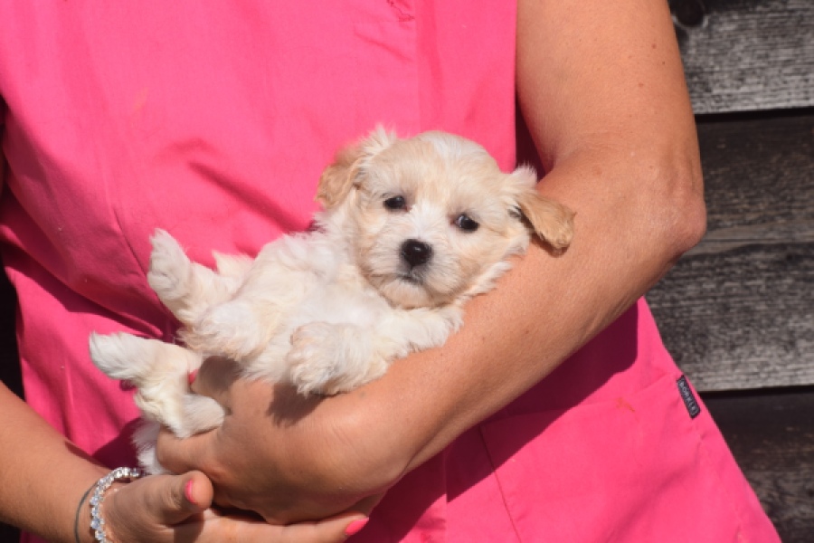 Maltipoo (teef) 88948