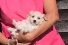 Maltipoo (teef) 88948