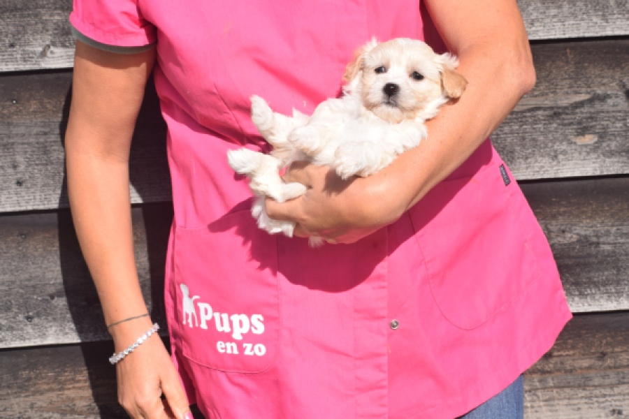 Maltipoo (teef) 88948