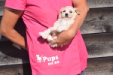 Maltipoo (teef) 88948