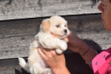 Maltipoo (reu) 29284