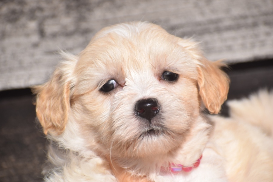 Maltipoo (reu) 29284