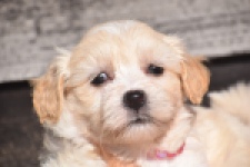 Maltipoo (reu) 29284