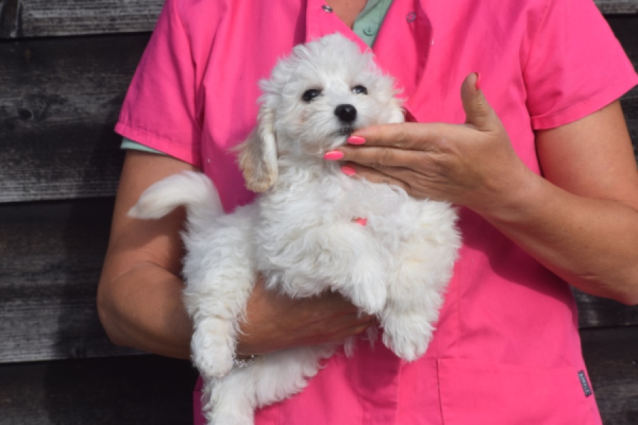 Maltipoo (reu) 29284
