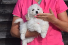 Maltipoo (reu) 29284
