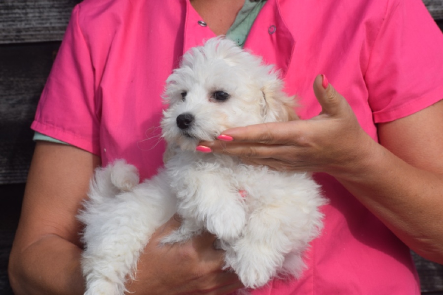 Maltipoo (reu) 29284