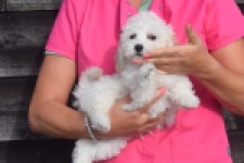 Maltipoo (reu) 29284