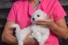 Maltipoo (reu) 29284
