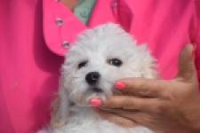Maltipoo (reu) 29284