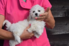 Maltipoo (reu) 29284