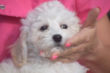 Maltipoo (reu) 29284