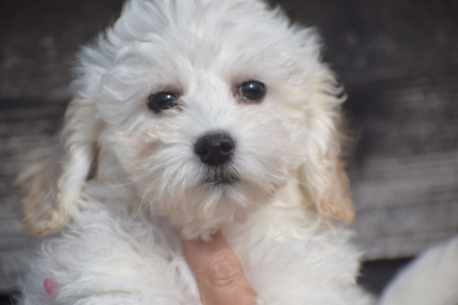 Maltipoo (reu) 29284