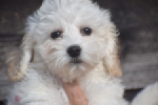 Maltipoo (reu) 29284