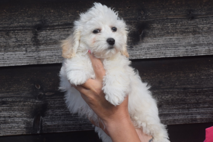 Maltipoo (reu) 29284