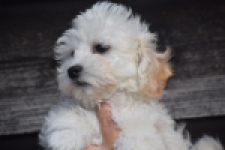 Maltipoo (reu) 29284