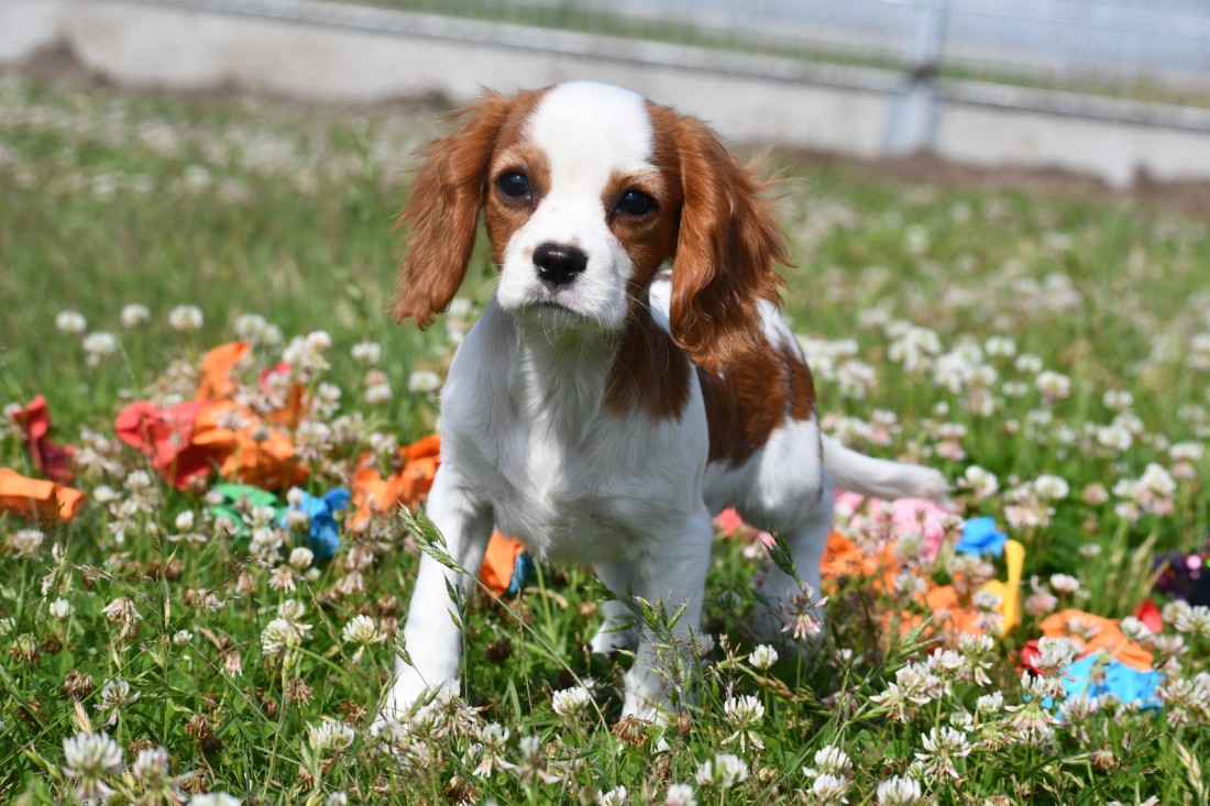 Cavalier King ch.spaniel