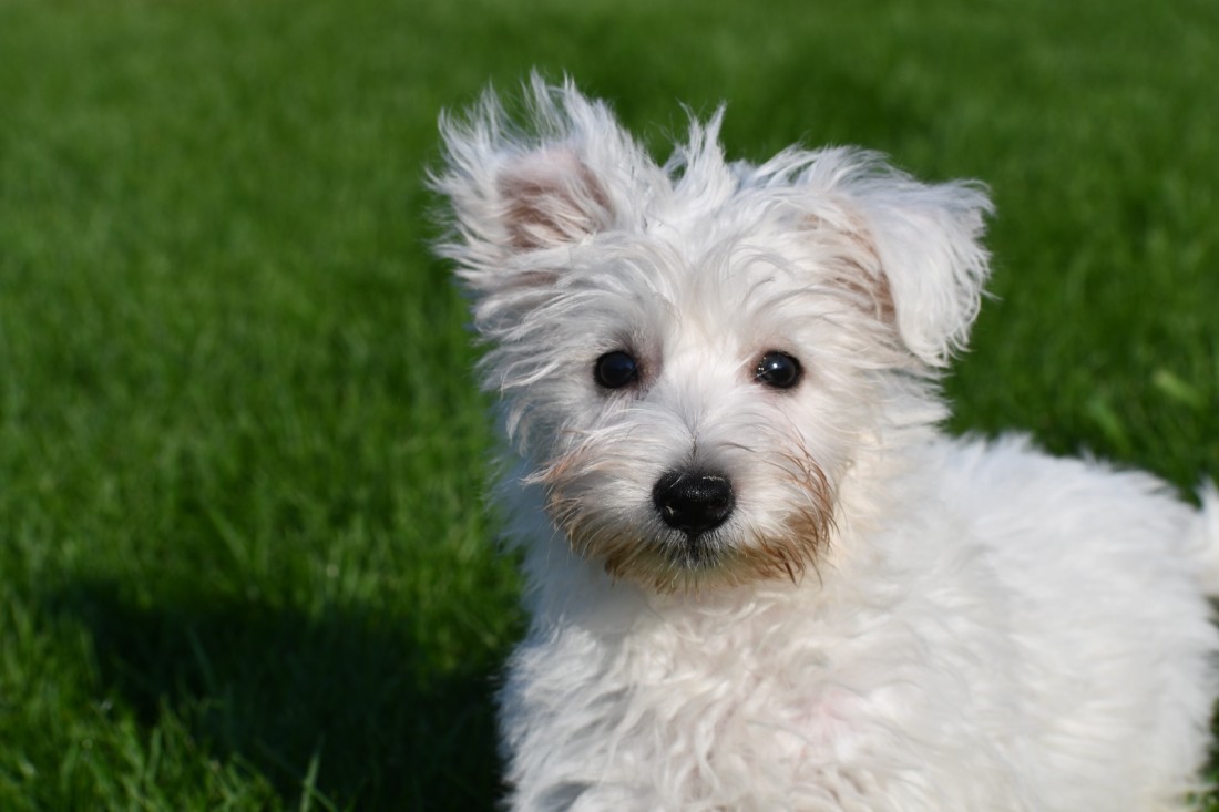 Turnbeutel West Highland White Terrier Motiv – 12 Liter, Kordelzug, Nachhaltig Bedruckt