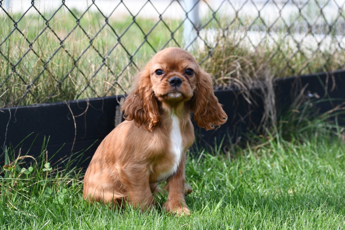 Cavalier King Ch spaniel