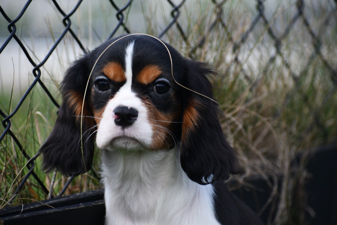 Sottobicchiere Lucido Con Cane Cavalier King Charles E Scritta 'Keep Calm And Hug A Cavalier' - 9x9cm In MDF