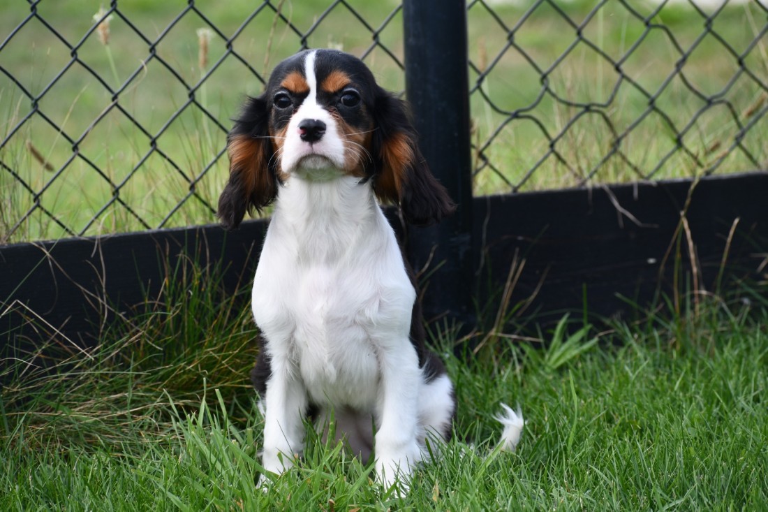 Cavalier King ch.spaniel