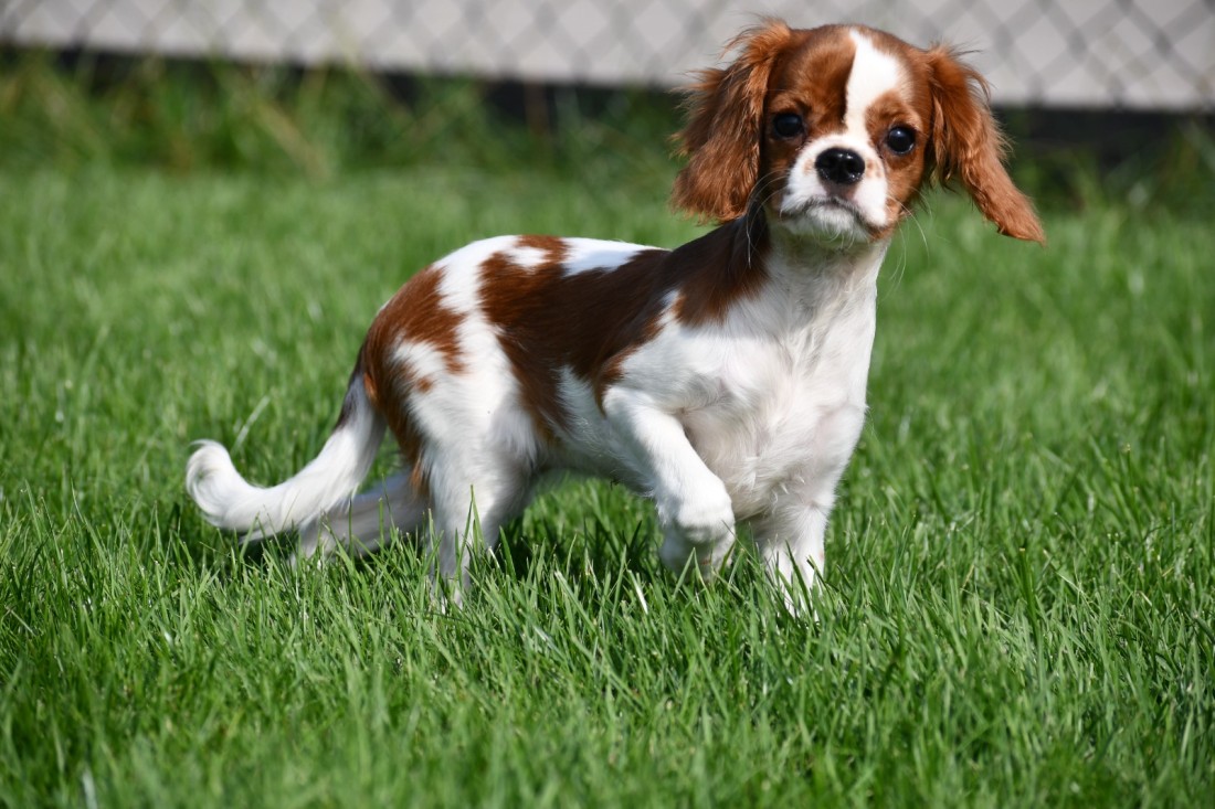 Cavalier King Ch spaniel