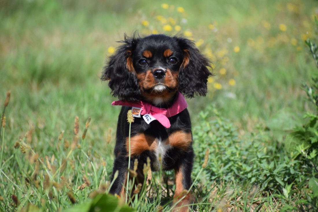 Cavalier King Ch spaniel